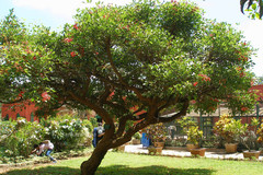 Erythrina crista-galli
